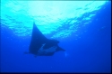 Mantas eat mainly shrimp and plankton; occasionally small fish, such as mullet