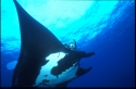 The manta ray has two gigantic fins on either side of its head. They resemble large, soft paddles and are used to channel food directly into its wide mouth