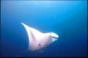 The manta has no teeth-- its food is sucked, along with water, into its gill arches which act as a filter