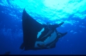 The manta's filtration system is used for feeding as well as respiration