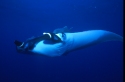 The span of the manta's winglike fins can reach 22 ft. The wingspan of a Piper Cherokee plane is only slightly longer at 26 ft