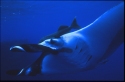 Mantas eat mainly shrimp and plankton; occasionally small fish, such as mullet