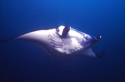 The manta ray has two gigantic fins on either side of its head. They resemble large, soft paddles and are used to channel food directly into its wide mouth