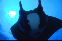 The manta has no teeth-- its food is sucked, along with water, into its gill arches which act as a filter