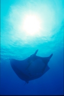 The manta's filtration system is used for feeding as well as respiration