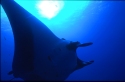 Mantas eat mainly shrimp and plankton; occasionally small fish, such as mullet