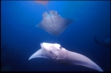 The manta has no teeth-- its food is sucked, along with water, into its gill arches which act as a filter