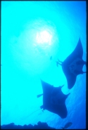 The manta's filtration system is used for feeding as well as respiration