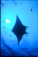 Mantas eat mainly shrimp and plankton; occasionally small fish, such as mullet