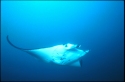 The manta ray has two gigantic fins on either side of its head. They resemble large, soft paddles and are used to channel food directly into its wide mouth