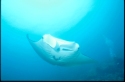 The manta has no teeth-- its food is sucked, along with water, into its gill arches which act as a filter