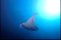 Mantas eat mainly shrimp and plankton; occasionally small fish, such as mullet