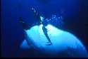 The manta ray has two gigantic fins on either side of its head. They resemble large, soft paddles and are used to channel food directly into its wide mouth