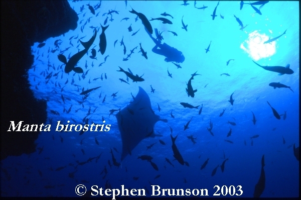 The manta's filtration system is used for feeding as well as respiration. The blue whale, basking shark, and whale shark have feeding systems similar to the Manta's.