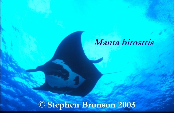 The manta's filtration system is used for feeding as well as respiration. The blue whale, basking shark, and whale shark have feeding systems similar to the Manta's.