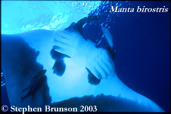 The manta's filtration system is used for feeding as well as respiration. The blue whale, basking shark, and whale shark have feeding systems similar to the Manta's.