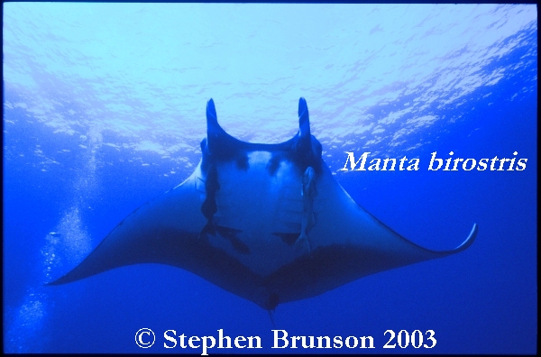 The manta's filtration system is used for feeding as well as respiration. The blue whale, basking shark, and whale shark have feeding systems similar to the Manta's.