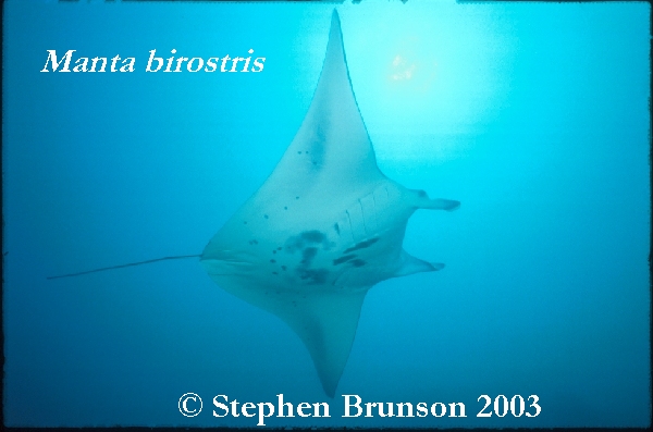 The manta's filtration system is used for feeding as well as respiration. The blue whale, basking shark, and whale shark have feeding systems similar to the Manta's.