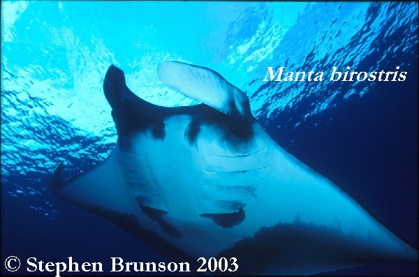 The manta's filtration system is used for feeding as well as respiration. The blue whale, basking shark, and whale shark have feeding systems similar to the Manta's.