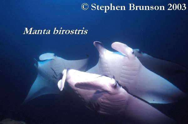 The manta's filtration system is used for feeding as well as respiration. The blue whale, basking shark, and whale shark have feeding systems similar to the Manta's.