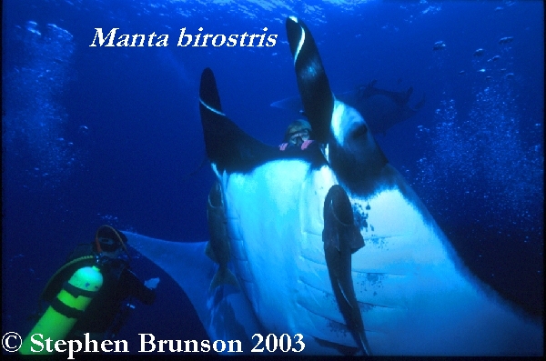 The manta's filtration system is used for feeding as well as respiration. The blue whale, basking shark, and whale shark have feeding systems similar to the Manta's.