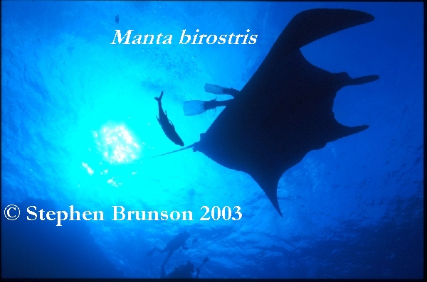 The manta's filtration system is used for feeding as well as respiration. The blue whale, basking shark, and whale shark have feeding systems similar to the Manta's.