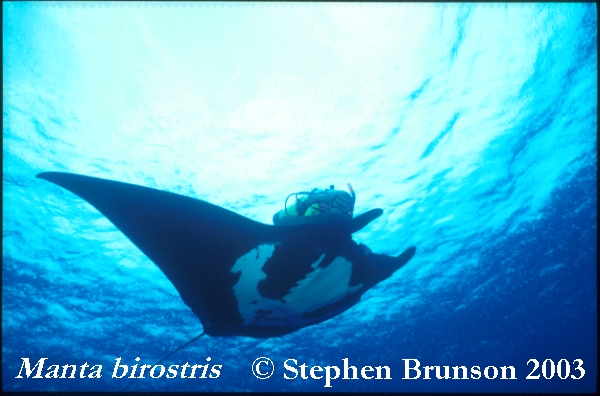 The manta's filtration system is used for feeding as well as respiration. The blue whale, basking shark, and whale shark have feeding systems similar to the Manta's.