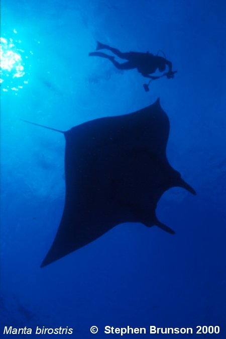 The manta's filtration system is used for feeding as well as respiration. The blue whale, basking shark, and whale shark have feeding systems similar to the Manta's.