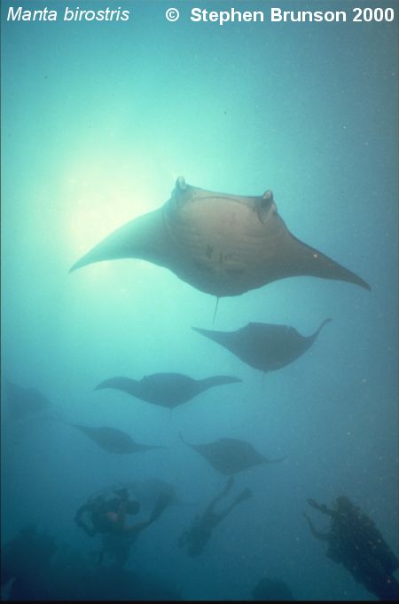 The manta's filtration system is used for feeding as well as respiration. The blue whale, basking shark, and whale shark have feeding systems similar to the Manta's.