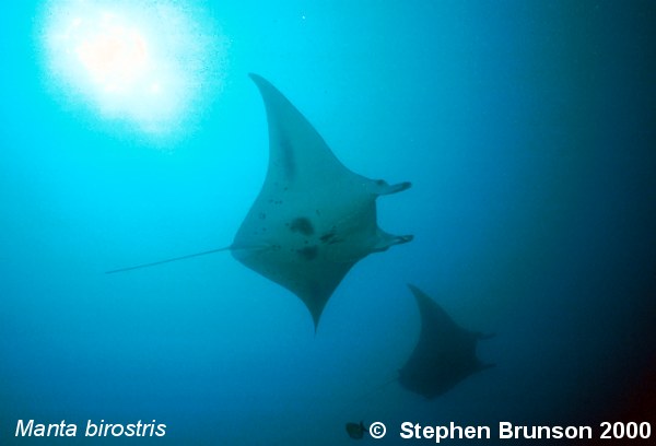 The manta's filtration system is used for feeding as well as respiration. The blue whale, basking shark, and whale shark have feeding systems similar to the Manta's.