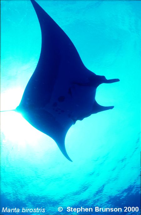 The manta's filtration system is used for feeding as well as respiration. The blue whale, basking shark, and whale shark have feeding systems similar to the Manta's.