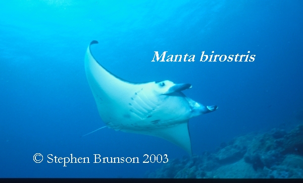 The manta's filtration system is used for feeding as well as respiration. The blue whale, basking shark, and whale shark have feeding systems similar to the Manta's.