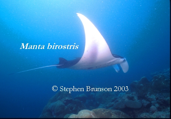 The manta's filtration system is used for feeding as well as respiration. The blue whale, basking shark, and whale shark have feeding systems similar to the Manta's.