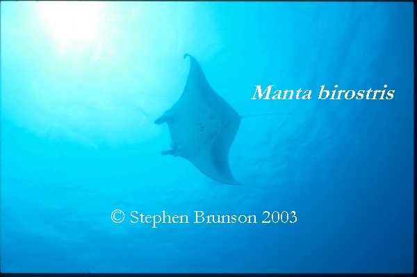 The manta's filtration system is used for feeding as well as respiration. The blue whale, basking shark, and whale shark have feeding systems similar to the Manta's.