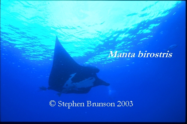 The manta's filtration system is used for feeding as well as respiration. The blue whale, basking shark, and whale shark have feeding systems similar to the Manta's.