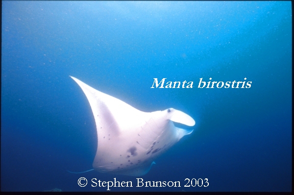 The manta's filtration system is used for feeding as well as respiration. The blue whale, basking shark, and whale shark have feeding systems similar to the Manta's.