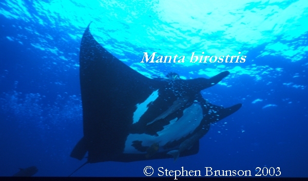 The manta's filtration system is used for feeding as well as respiration. The blue whale, basking shark, and whale shark have feeding systems similar to the Manta's.
