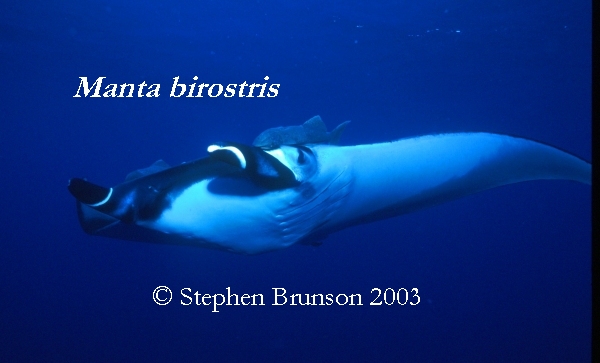 The manta's filtration system is used for feeding as well as respiration. The blue whale, basking shark, and whale shark have feeding systems similar to the Manta's.