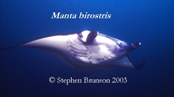 The manta's filtration system is used for feeding as well as respiration. The blue whale, basking shark, and whale shark have feeding systems similar to the Manta's.