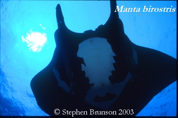 The manta's filtration system is used for feeding as well as respiration. The blue whale, basking shark, and whale shark have feeding systems similar to the Manta's.