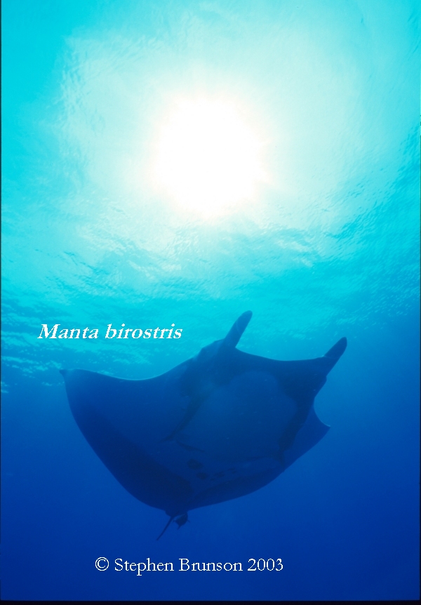 The manta's filtration system is used for feeding as well as respiration. The blue whale, basking shark, and whale shark have feeding systems similar to the Manta's.