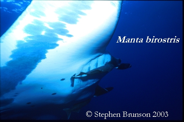 The manta's filtration system is used for feeding as well as respiration. The blue whale, basking shark, and whale shark have feeding systems similar to the Manta's.