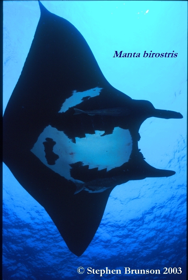 The manta's filtration system is used for feeding as well as respiration. The blue whale, basking shark, and whale shark have feeding systems similar to the Manta's.