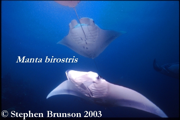 The manta's filtration system is used for feeding as well as respiration. The blue whale, basking shark, and whale shark have feeding systems similar to the Manta's.