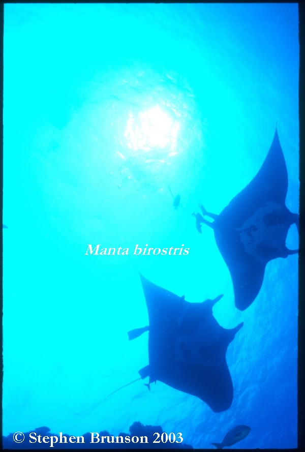 The manta's filtration system is used for feeding as well as respiration. The blue whale, basking shark, and whale shark have feeding systems similar to the Manta's.