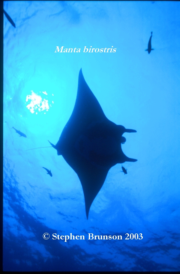 The manta's filtration system is used for feeding as well as respiration. The blue whale, basking shark, and whale shark have feeding systems similar to the Manta's.