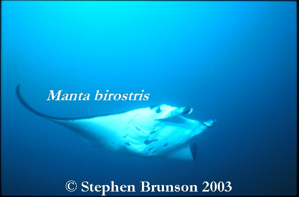 The manta's filtration system is used for feeding as well as respiration. The blue whale, basking shark, and whale shark have feeding systems similar to the Manta's.