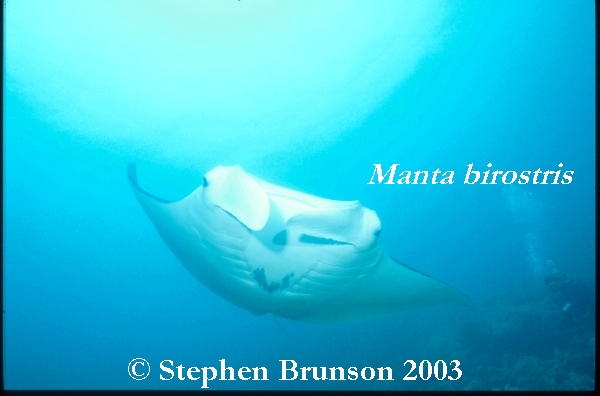 The manta's filtration system is used for feeding as well as respiration. The blue whale, basking shark, and whale shark have feeding systems similar to the Manta's.