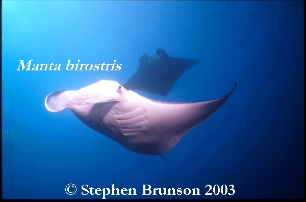 The manta's filtration system is used for feeding as well as respiration. The blue whale, basking shark, and whale shark have feeding systems similar to the Manta's.