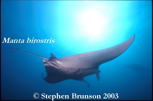 The manta's filtration system is used for feeding as well as respiration. The blue whale, basking shark, and whale shark have feeding systems similar to the Manta's.